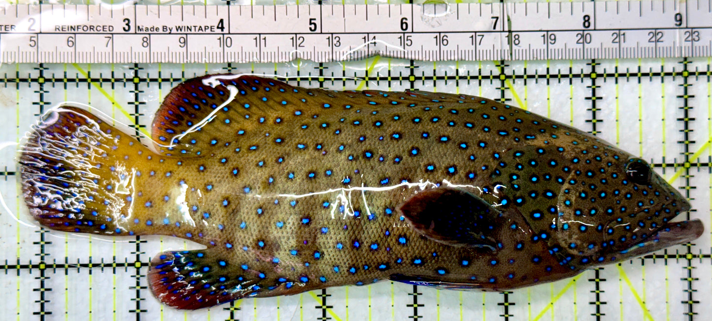Argus Grouper AG083101 WYSIWYG Size: XL/Show 7.25"