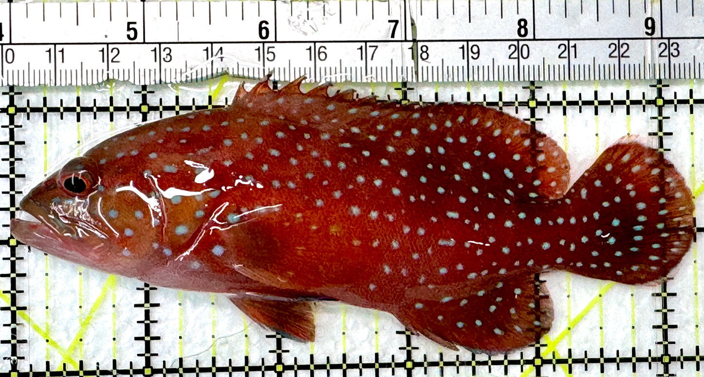 Louti Grouper LG083101 WYSIWYG Size: XL 5.25"