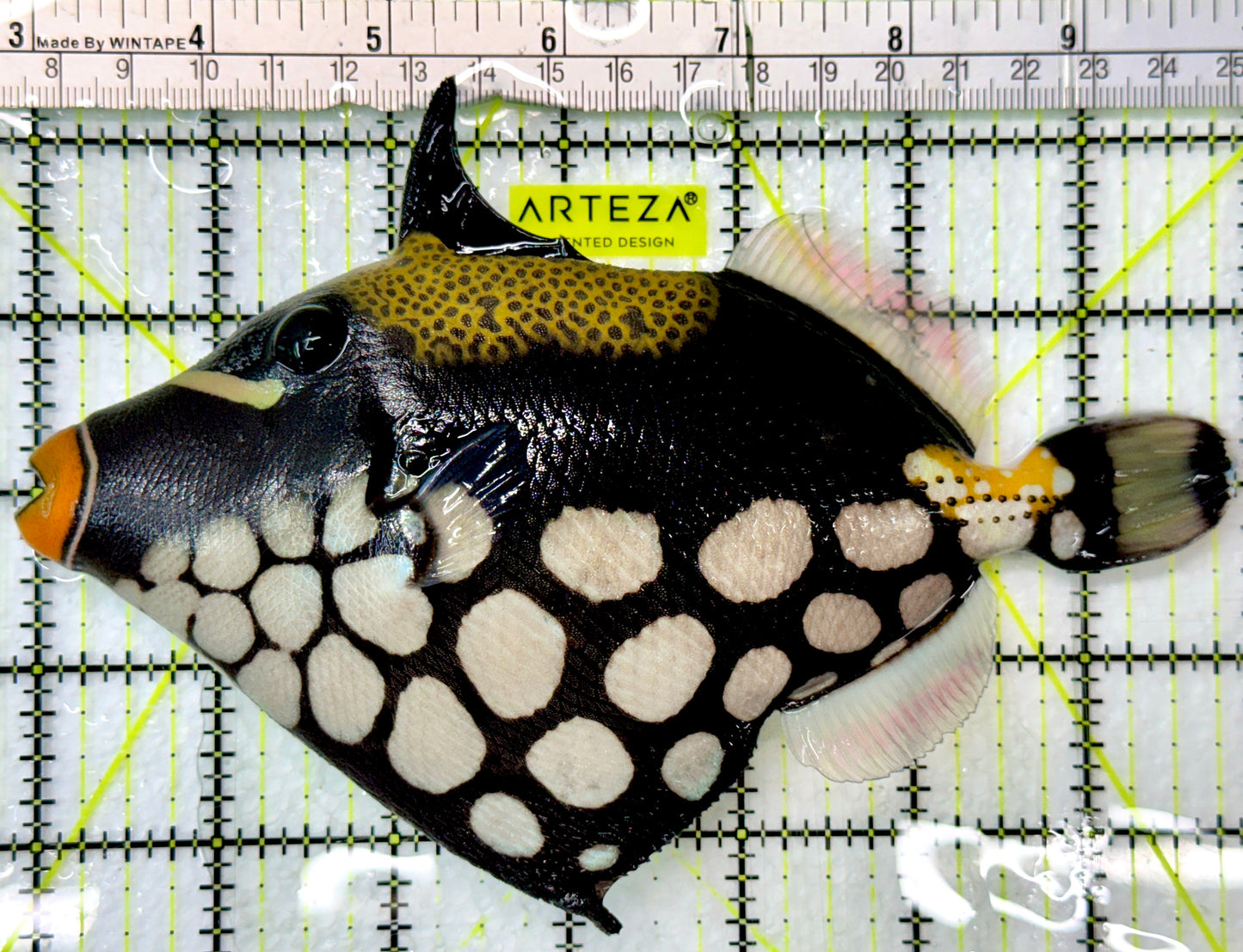 Clown Triggerfish CT083102 WYSIWYG Size: XL 6.75"