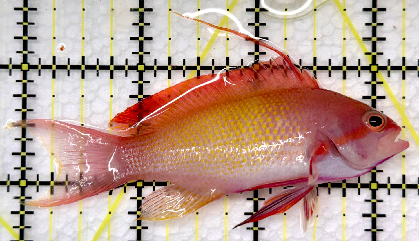 Male Lyretail Anthias (Maldives) MLA101102 WYSIWYG Size: L 3.5"