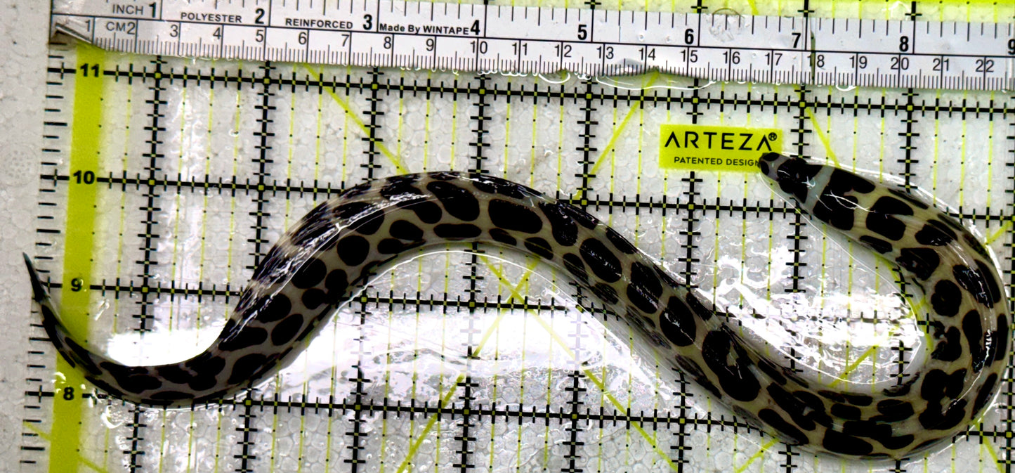 Tessellata Eel TE083101 WYSIWYG Size: ML 14"