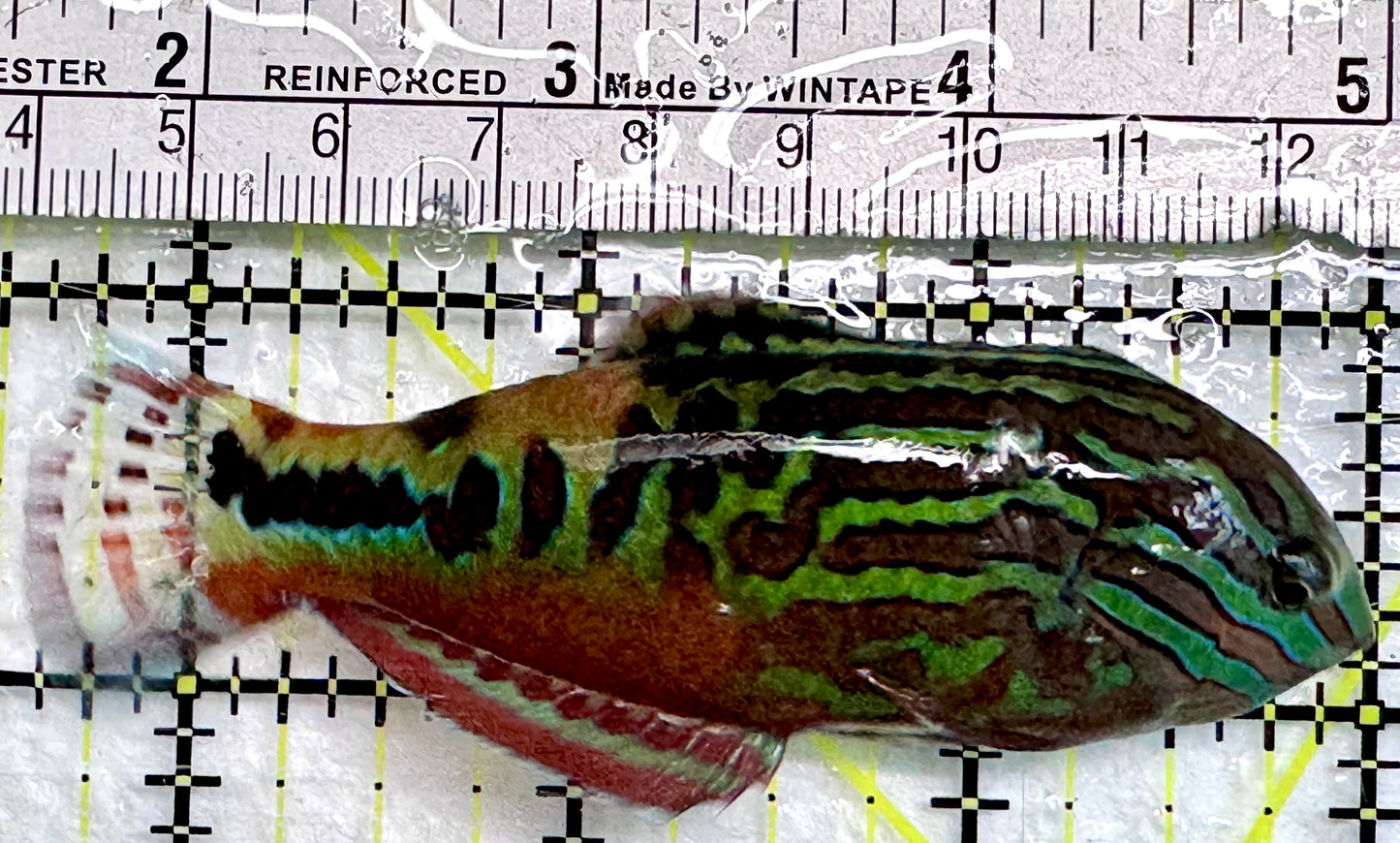BlueStar Divided Leopard Wrasse Male BLW083101 WYSIWYG Size: XL 3.5"
