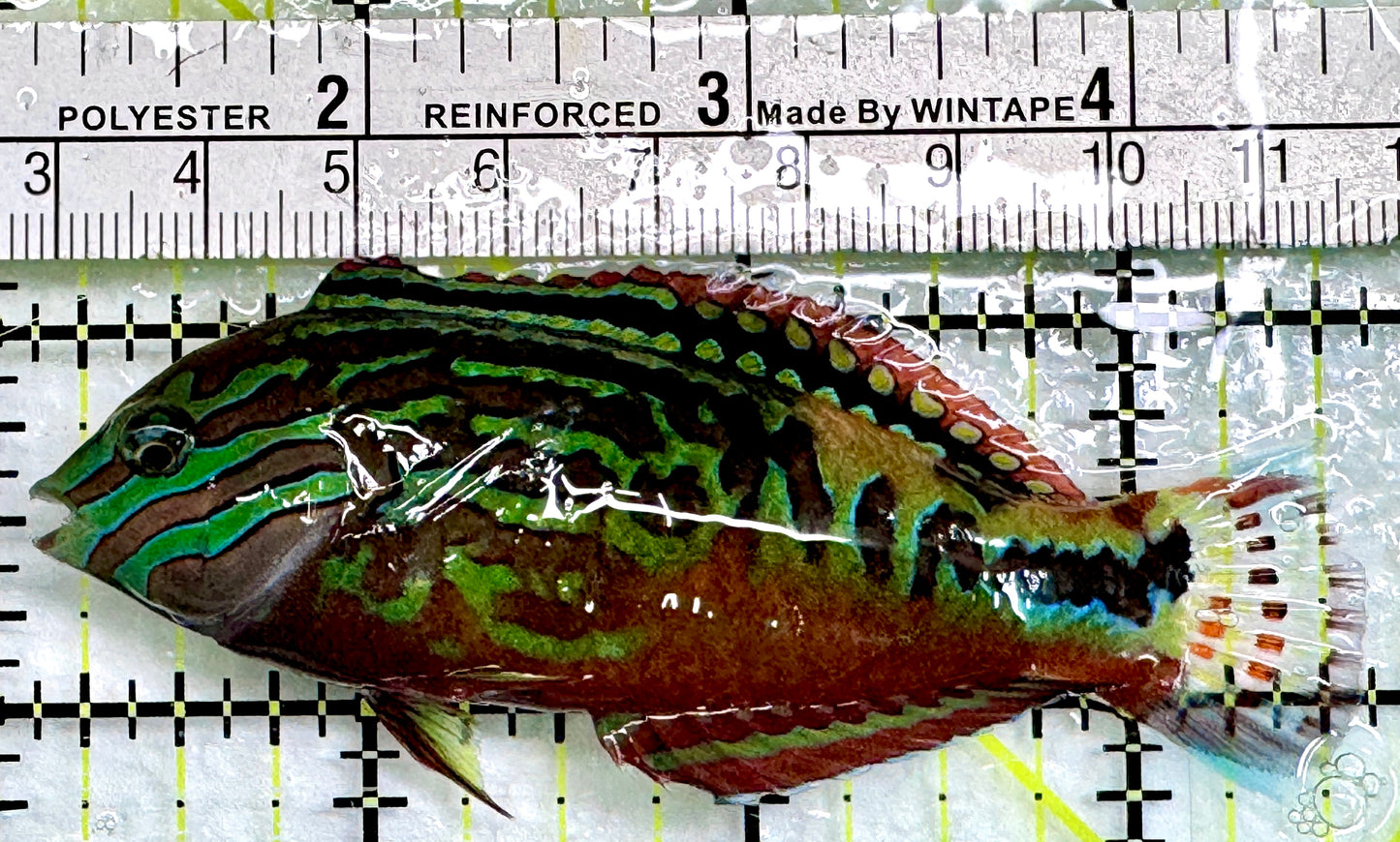 BlueStar Divided Leopard Wrasse Male BLW083101 WYSIWYG Size: XL 3.5"