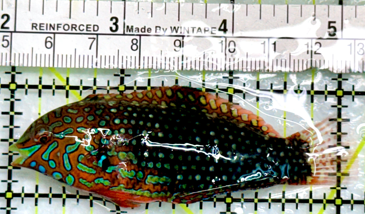 Ornate Leopard Wrasse OLW083102 WYSIWYG Size: L 3"