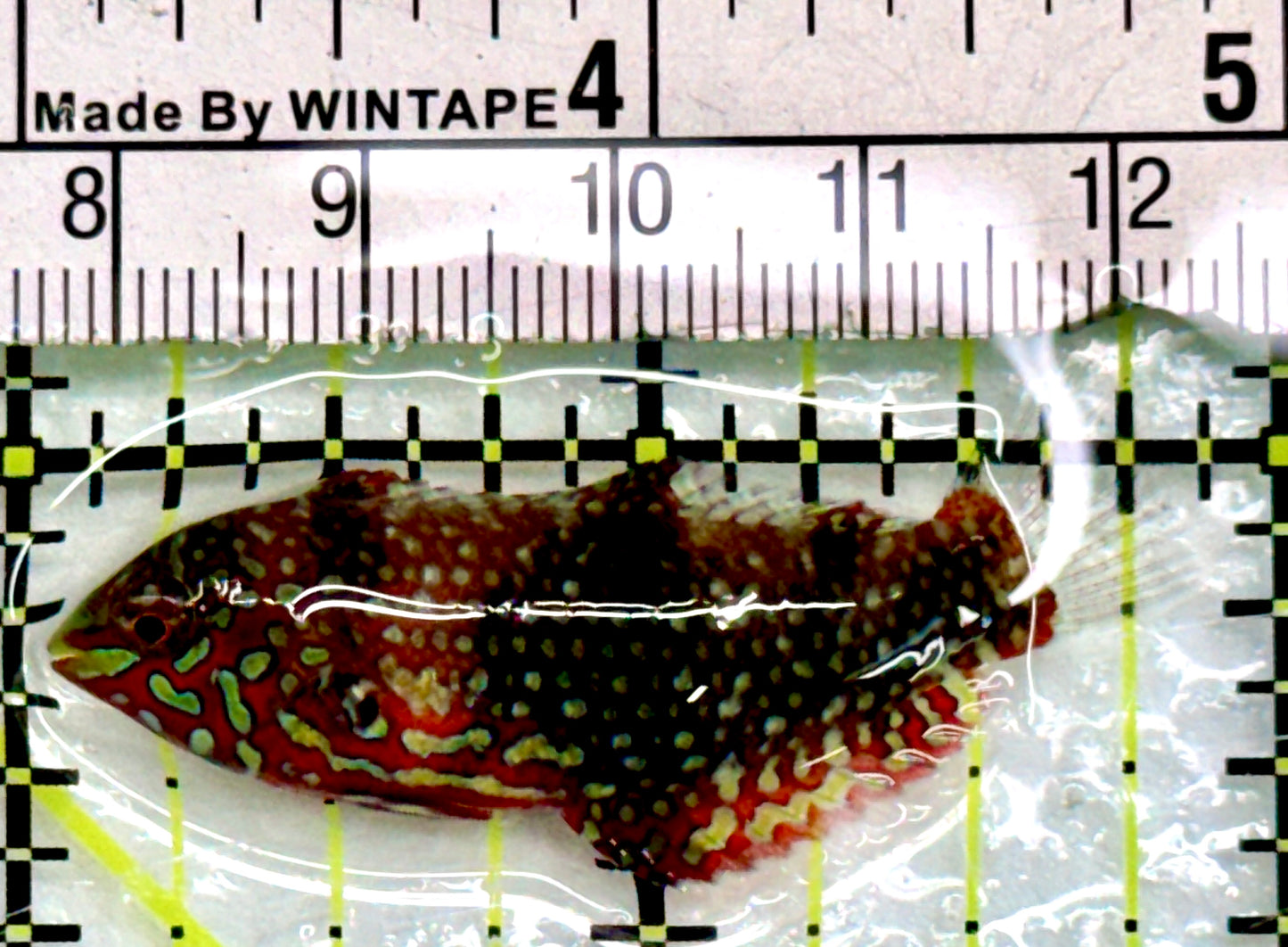 Ornate Leopard Wrasse OLW083101 WYSIWYG Size: M 2"