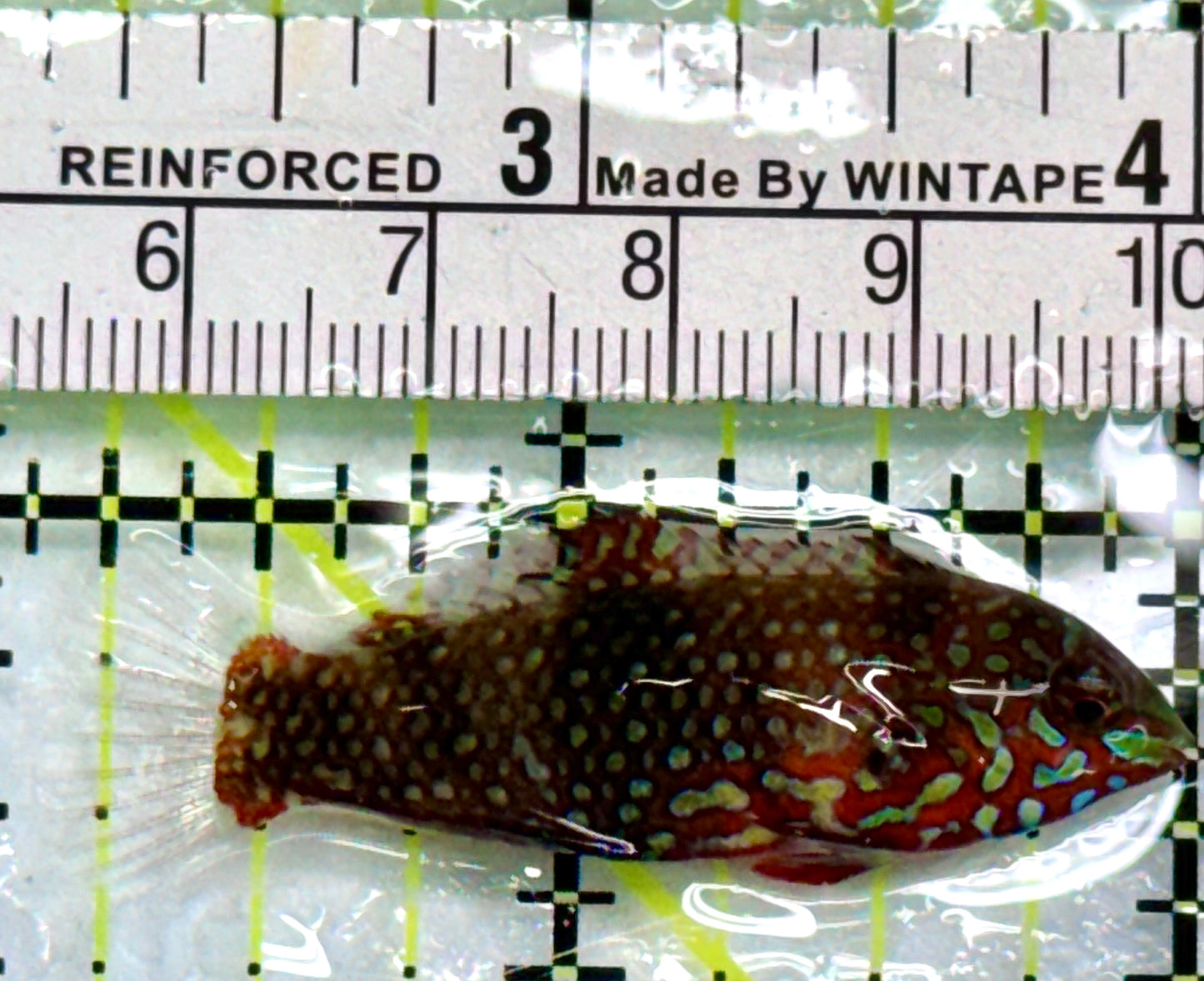 Ornate Leopard Wrasse OLW083101 WYSIWYG Size: M 2"