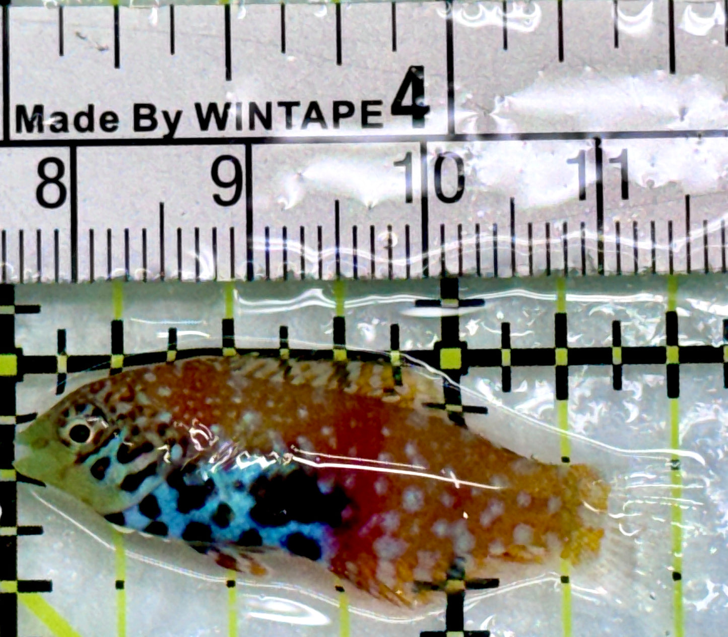 BlueStar Divided Leopard Wrasse BDW083103 WYSIWYG Female Size: S 1.5"