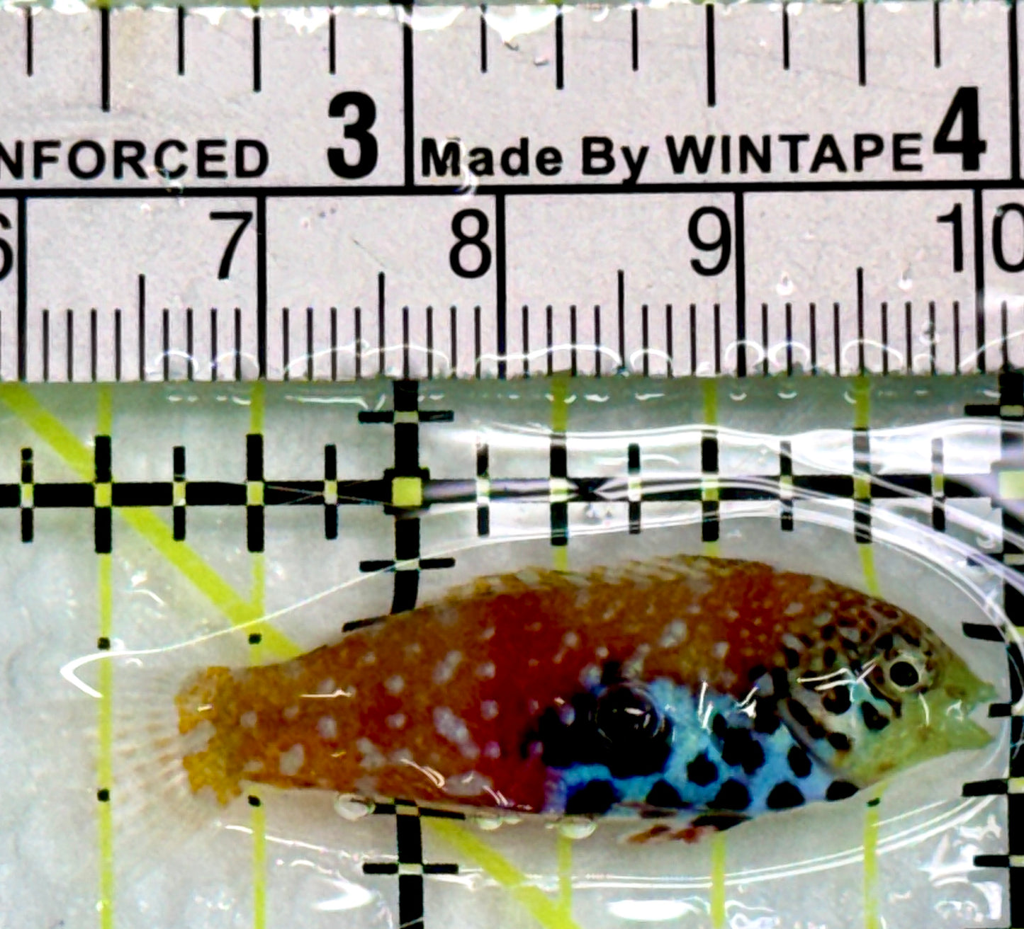 BlueStar Divided Leopard Wrasse BDW083103 WYSIWYG Female Size: S 1.5"