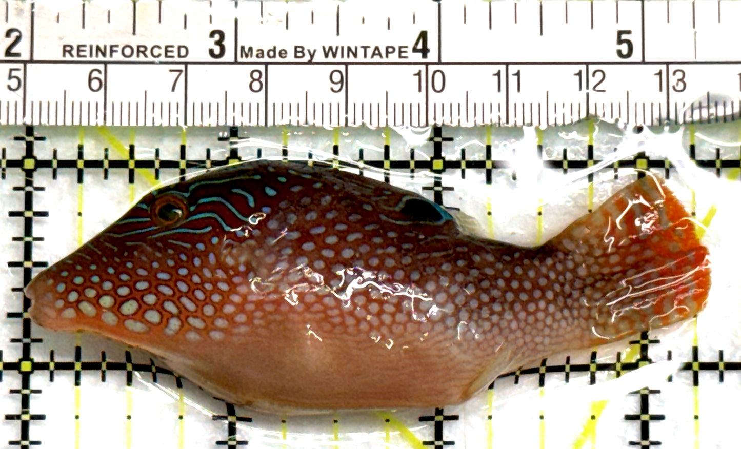 Blue Spot Toby Pufferfish BSTP083101 WYSIWYG Size: M 3.25" approx