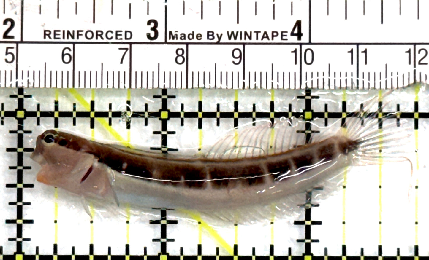 Linear Blenny LB083101 WYSIWYG Size: XL 2.75" approx