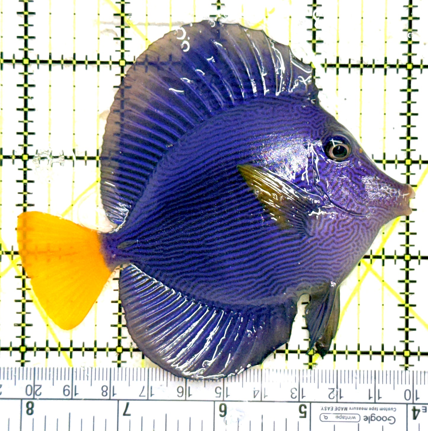 Purple Tang PT081802 WYSIWYG Size: L 4.25" approx