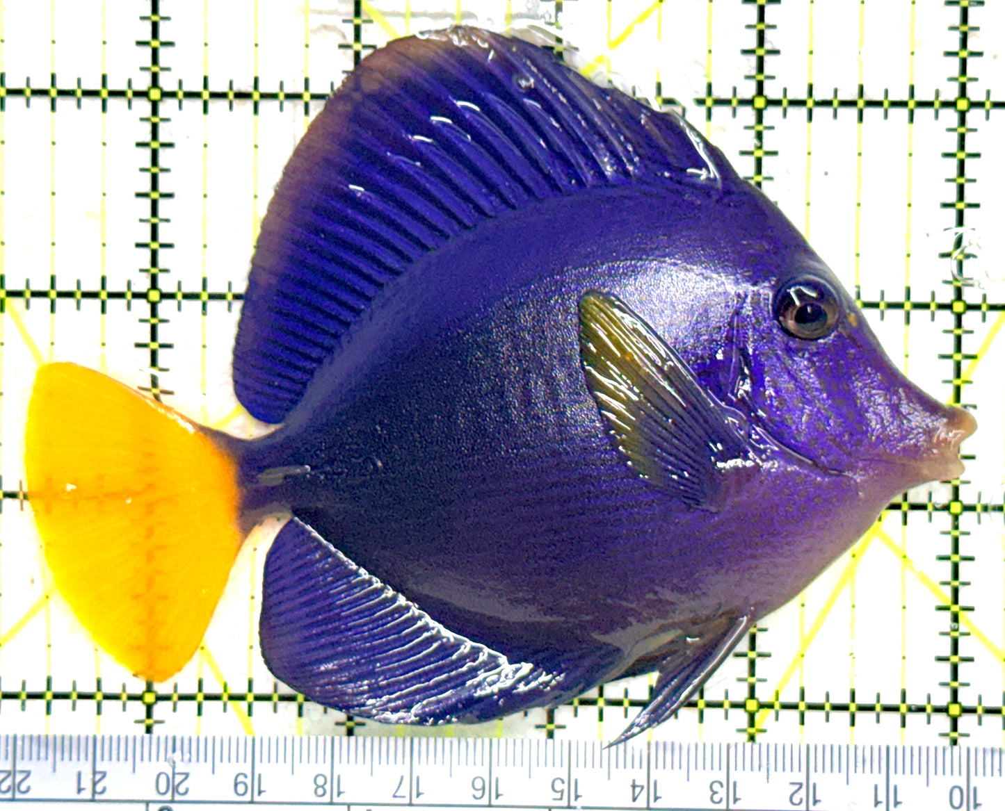 Purple Tang PT081803 WYSIWYG Size: L 4.5" approx