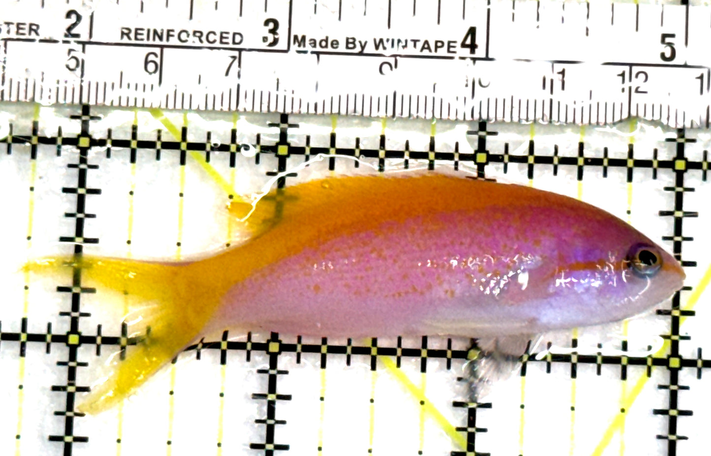 Carberryi Anthias CA083101 WYSIWYG Size: M 3.25" approx