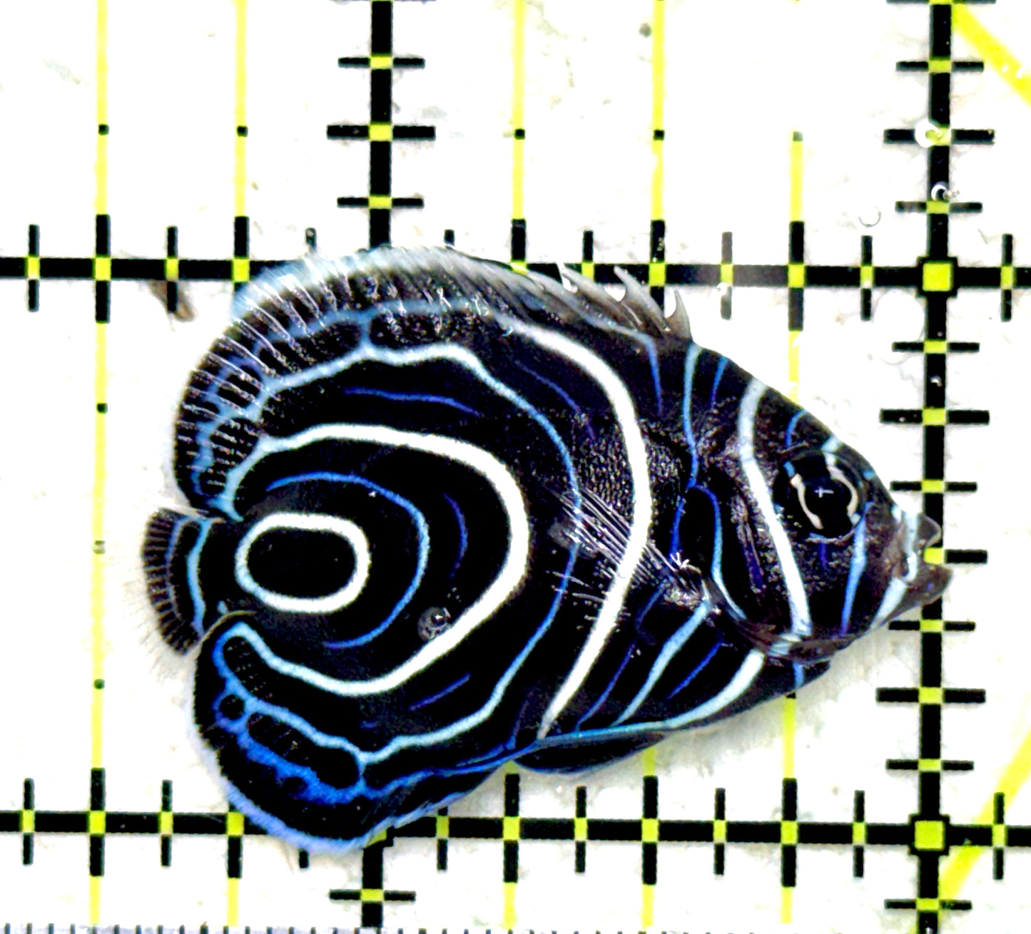 Emperor Angelfish Juvenile EAJ081801 WYSIWYG Size: S 1.5" approx