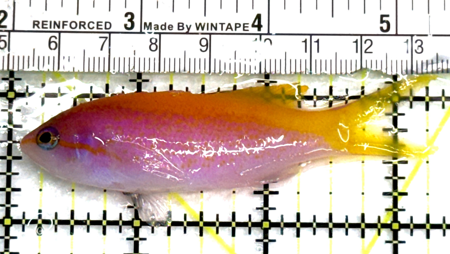 Carberryi Anthias CA083101 WYSIWYG Size: M 3.25" approx
