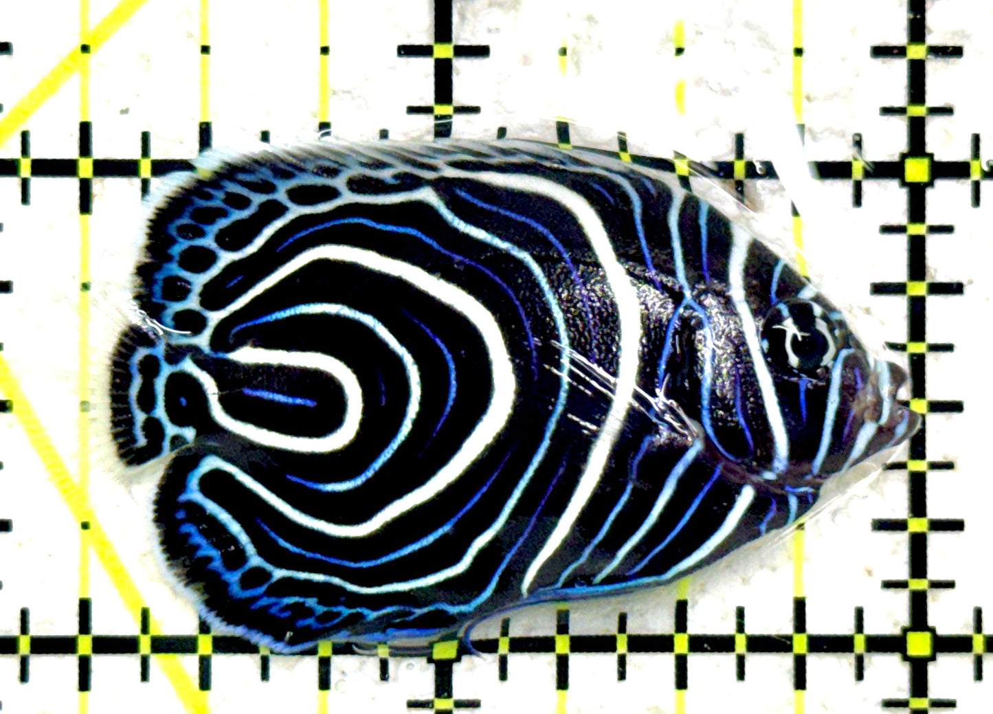 Emperor Angelfish Juvenile EAJ081802 WYSIWYG Size: S 1.5" approx