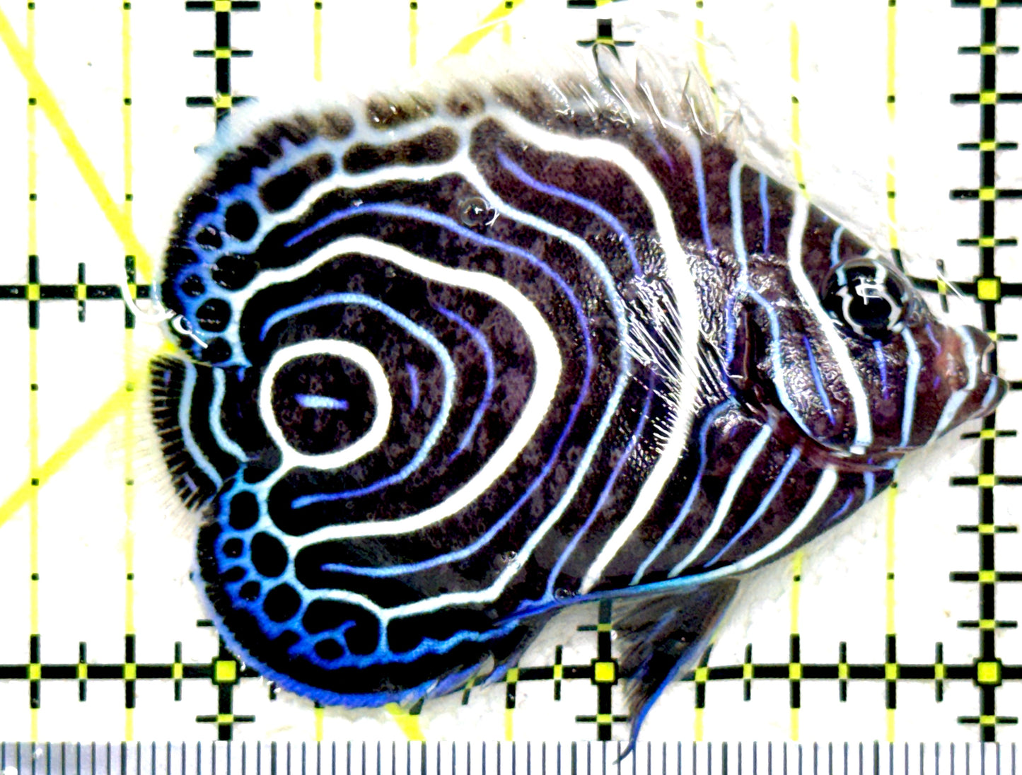 Emperor Angelfish Juvenile EAJ081803 WYSIWYG Size: M 2.75" approx