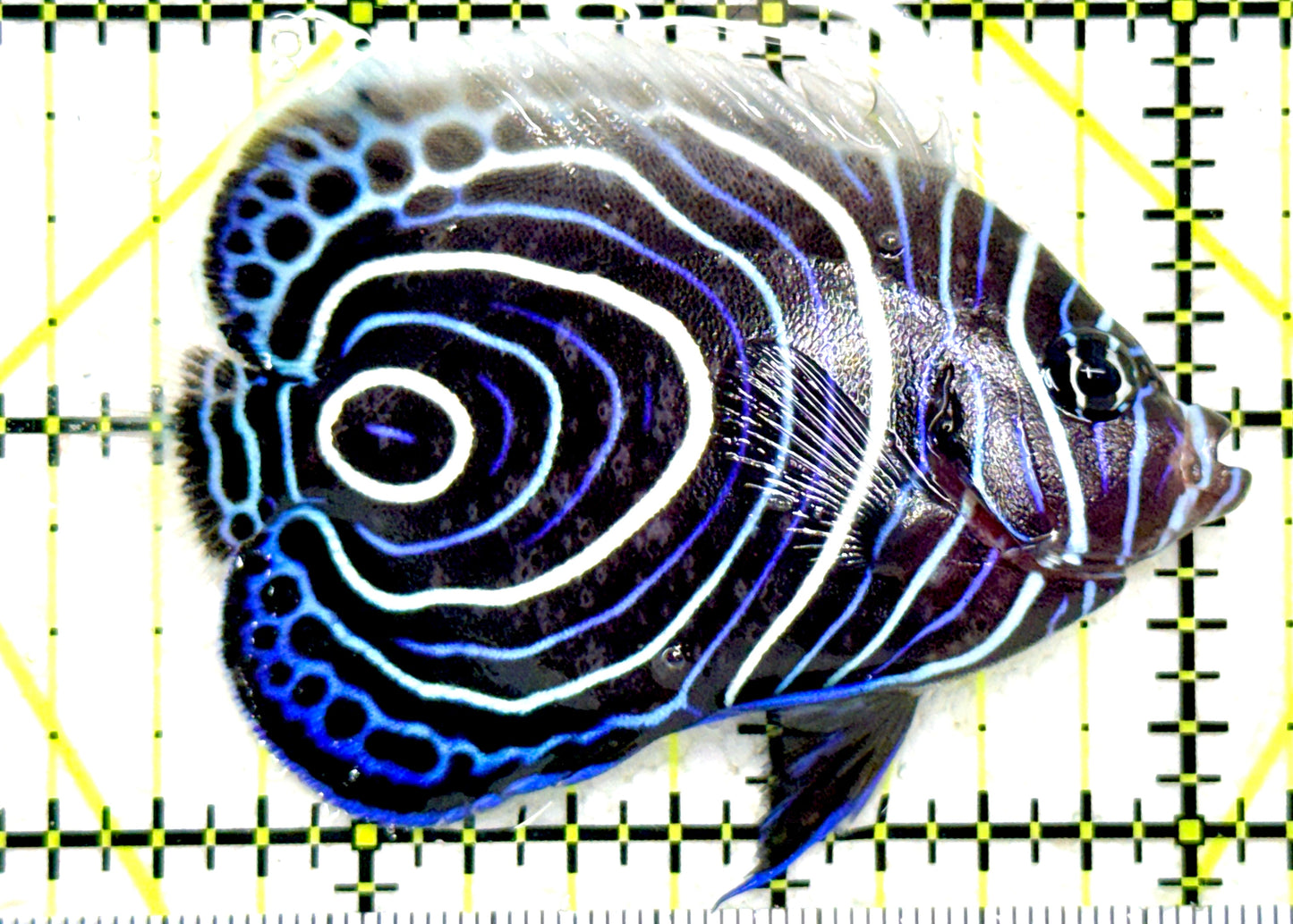 Emperor Angelfish Juvenile EAJ081804 WYSIWYG Size: M 2.75" approx