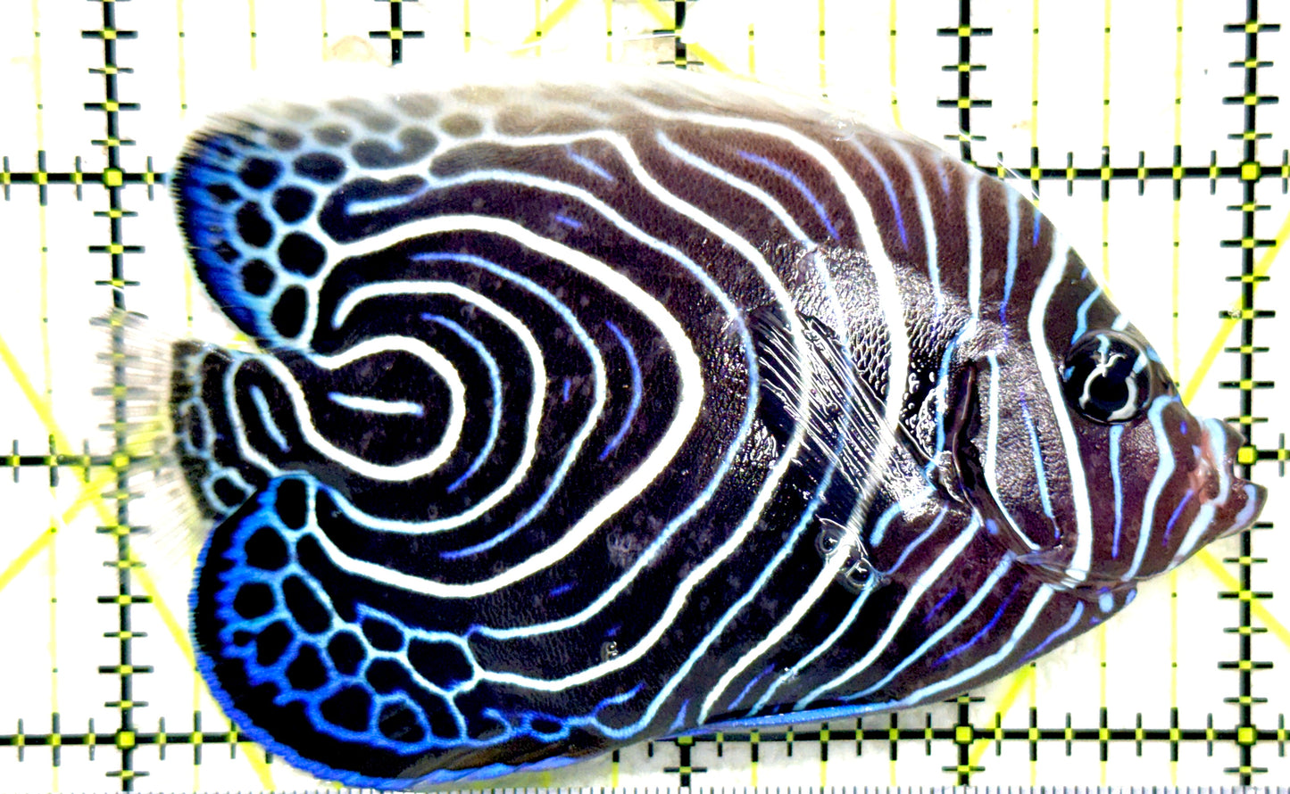 Emperor Angelfish Juvenile/(May be Transition) EAJ081805 WYSIWYG Size: XL 4.25" approx