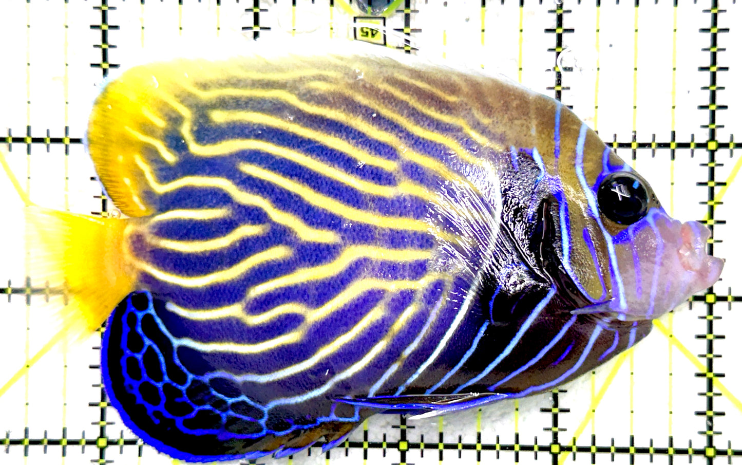 Emperor Angelfish Adult EAA081801 WYSIWYG Size: ML 4.5" approx