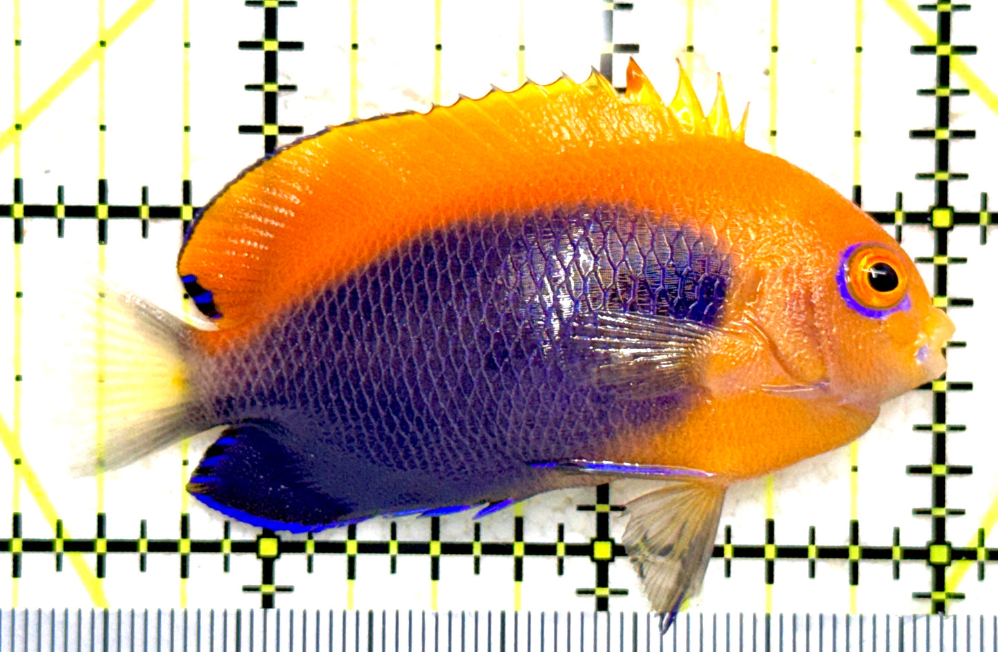Flameback Angelfish (Africa) FA081801 WYSIWYG Size: M 2.5" approx
