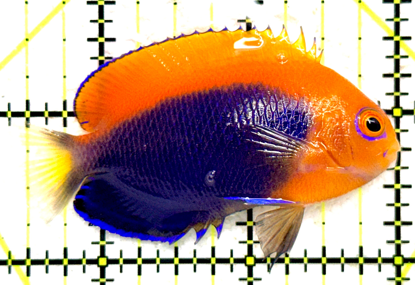 Flameback Angelfish (Africa) FA081802 WYSIWYG Size: M 2.5" approx
