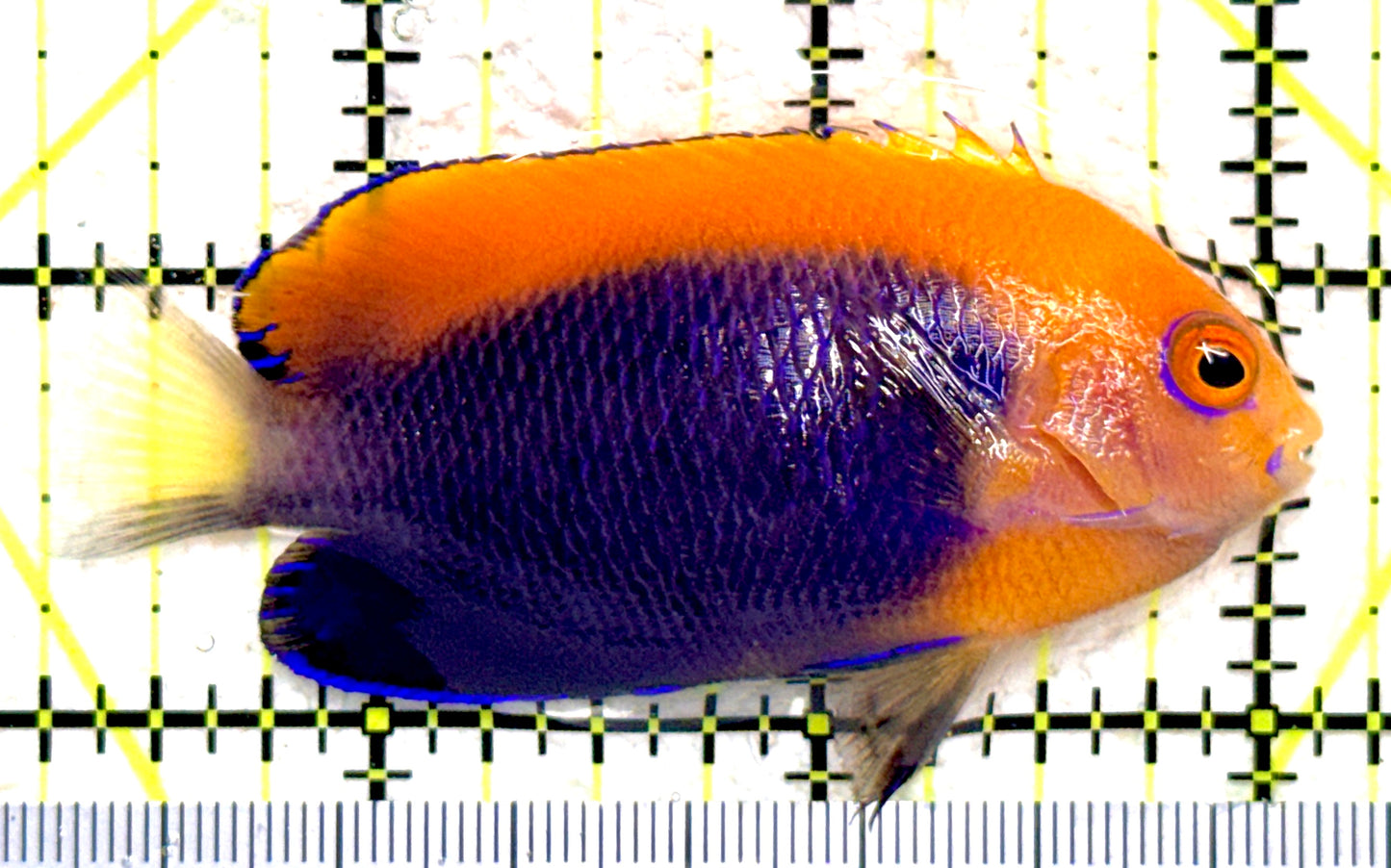 Flameback Angelfish (Africa) FA081803 WYSIWYG Size: M 2.75" approx