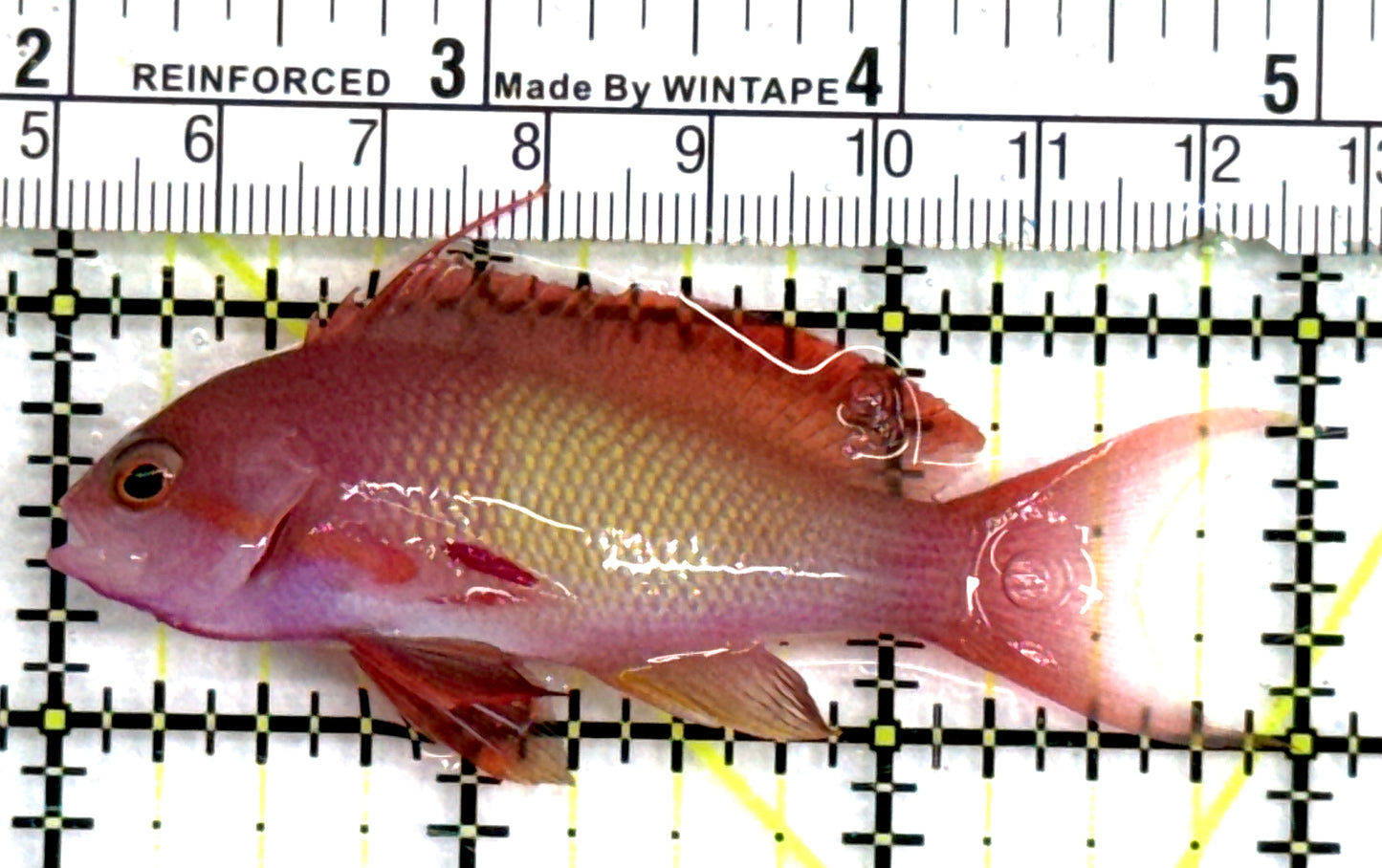 Male Lyretail Anthias (Maldives) MLA083101 WYSIWYG Size: M 3" approx