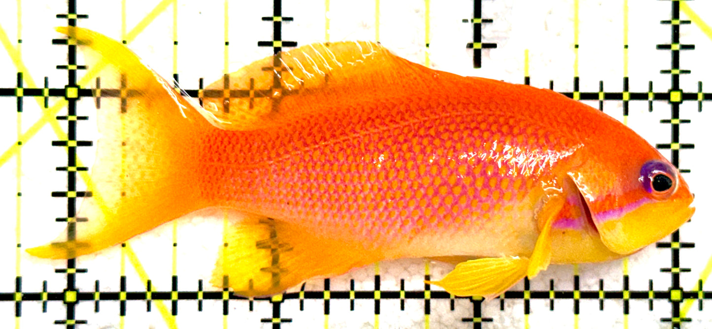 Female Lyretail Anthias (Maldives) FLA081803 WYSIWYG Size: SHOW XXL 3.25" approx