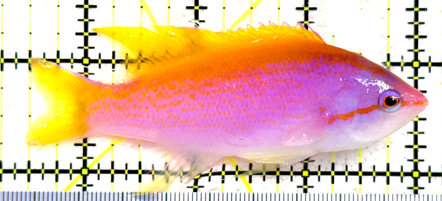 Evan's Anthias EA081801 WYSIWYG Size: XL 3.5" approx