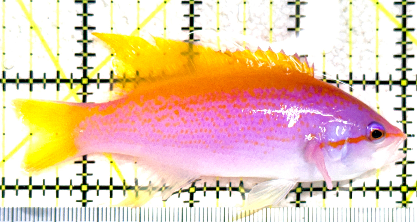 Evan's Anthias EA081802 WYSIWYG Size: XL 3.75" approx