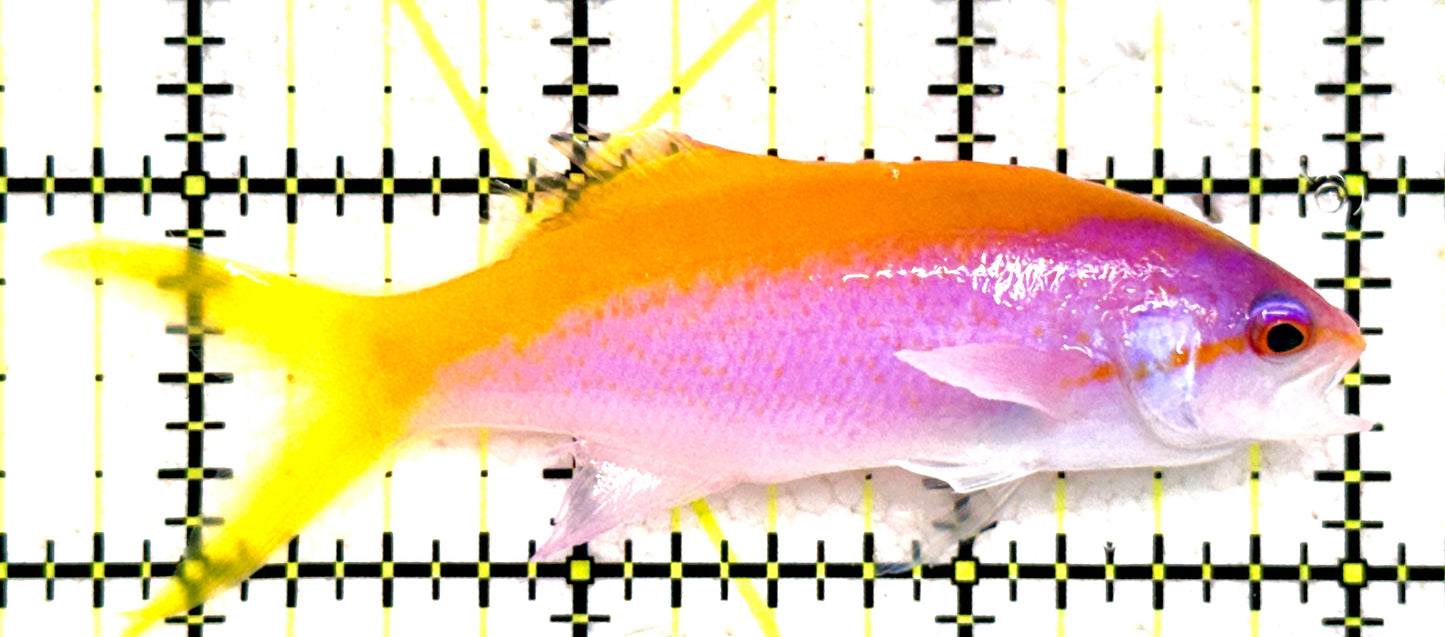 Evan's Anthias EA081804 WYSIWYG Size: XL 3.25" approx