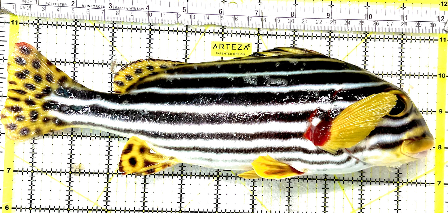 Painted Sweetlips PS070101 WYSIWYG Size: XXL/SHOW 12" approx