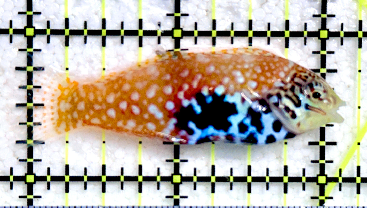 BlueStar Divided Leopard Wrasse Female BDLWF081701 WYSIWYG Size: L 2.25"