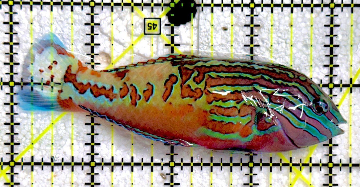 BlueStar Divided Leopard Wrasse Male BDLWM081703 WYSIWYG Size: XXL 4.25"