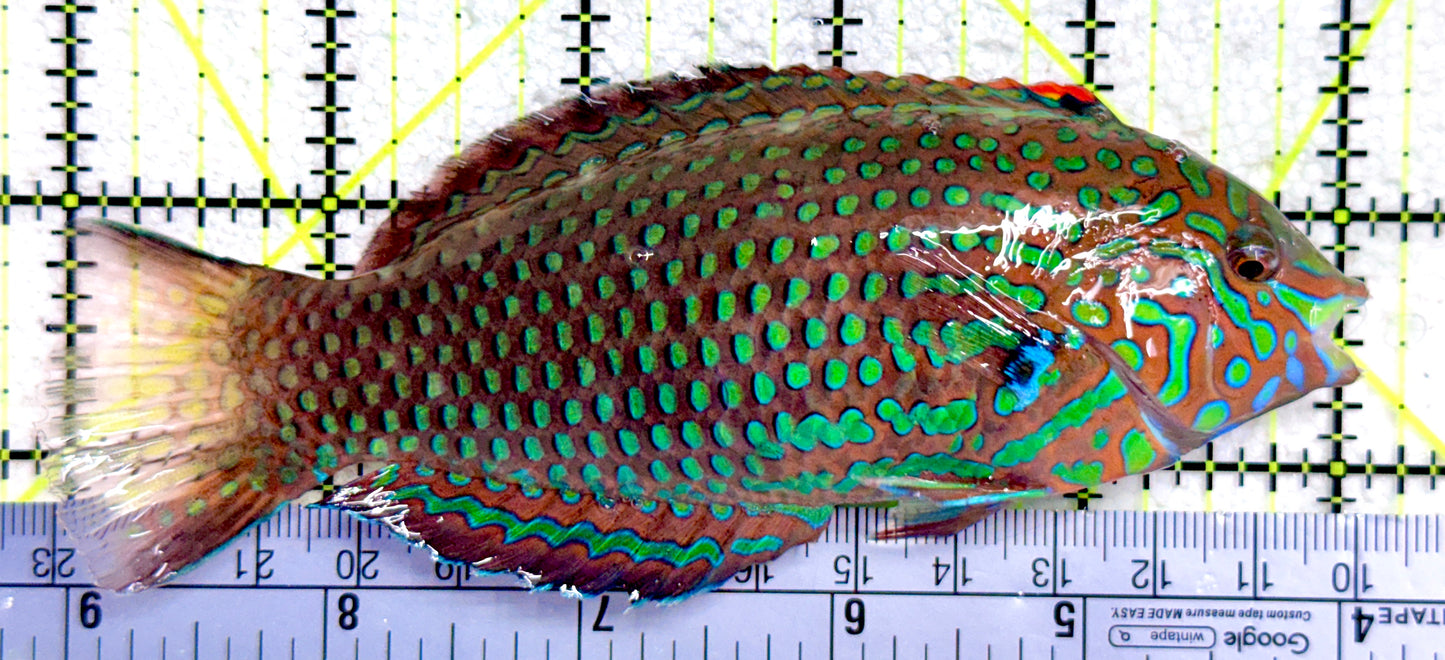Ornate Leopard Wrasse OLW081702 WYSIWYG Size: XXL/SHOW 5"