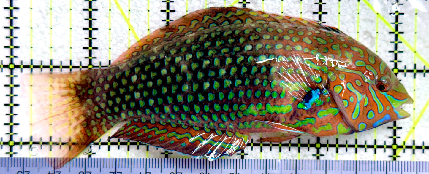 Ornate Leopard Wrasse OLW081703 WYSIWYG Size: XXL/SHOW 5"
