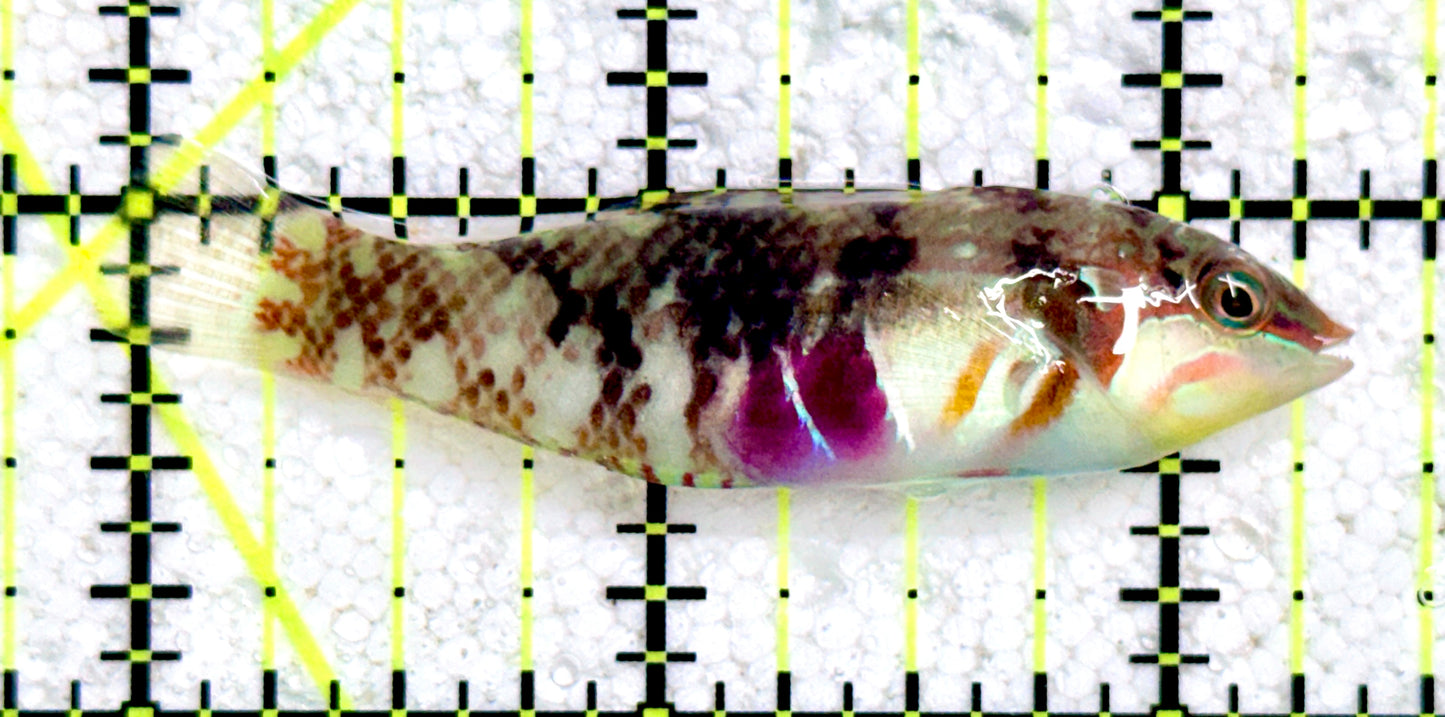 Nebulous Picture Wrasse NPW081701 WYSIWYG Size: L 2.5"