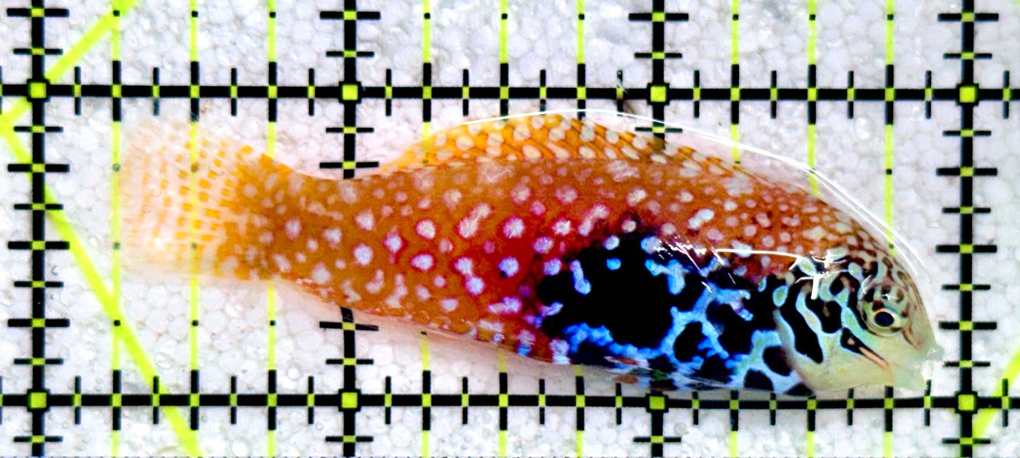 BlueStar Divided Leopard Wrasse Female BDLWF081702 WYSIWYG Size: XL 2.75"