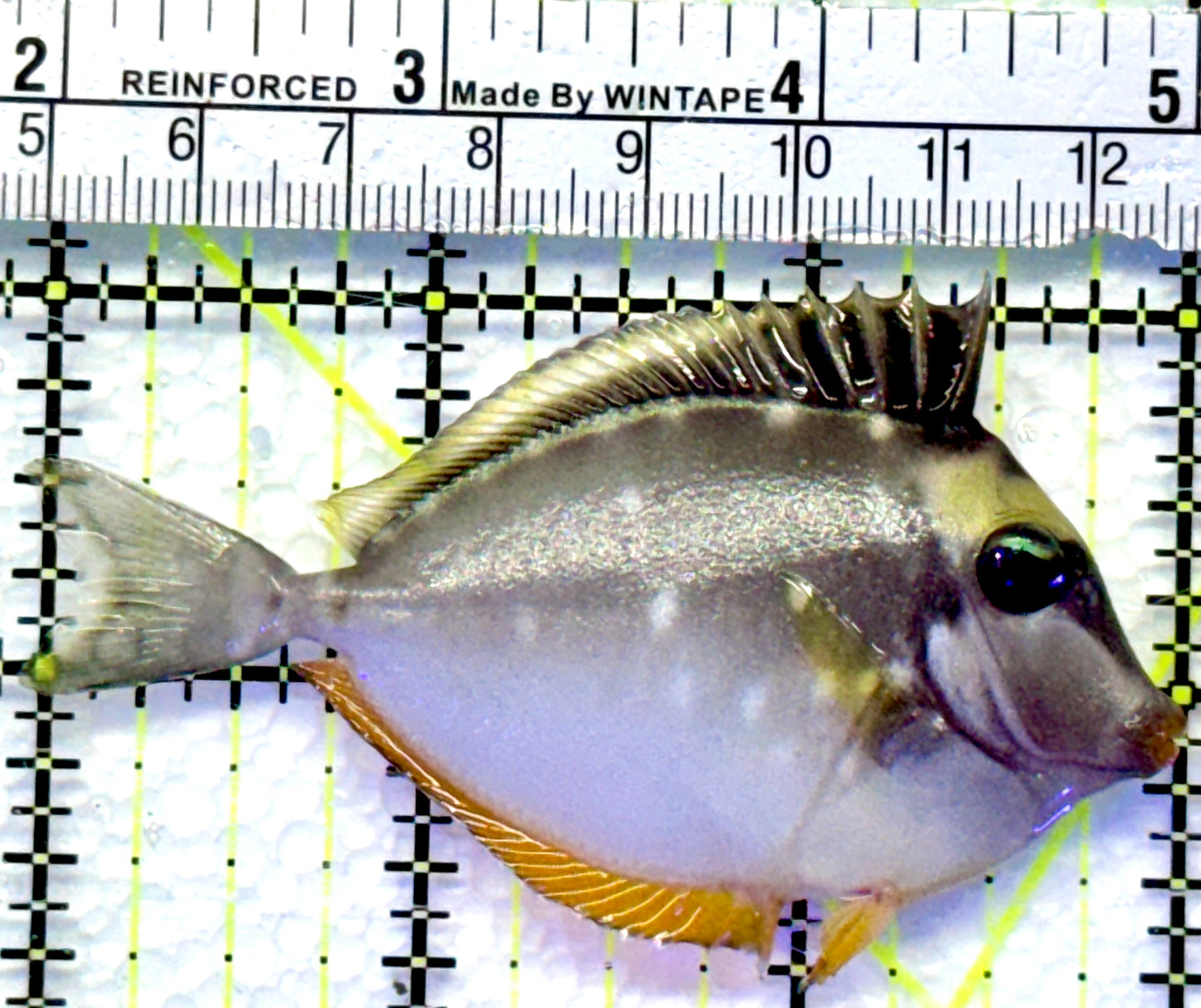 Naso Tang NT083001 WYSIWYG Size: S 3"
