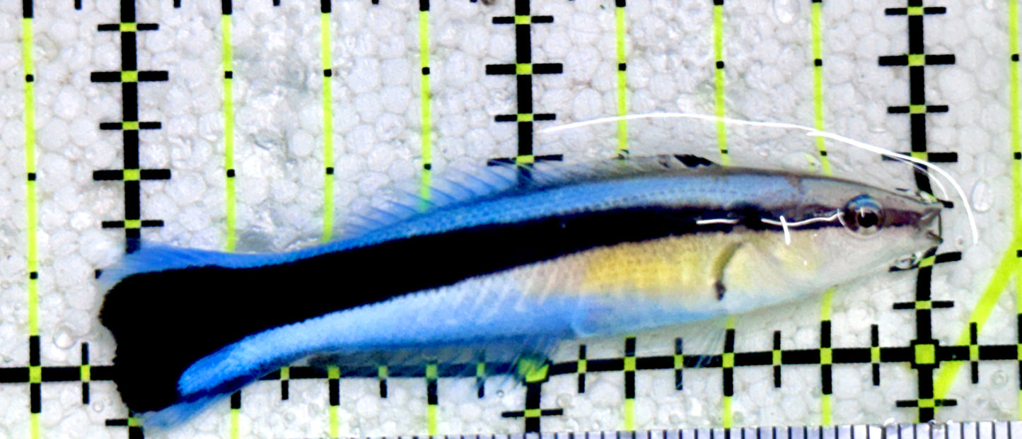 Blue Cleaner Wrasse BCW081701 WYSIWYG Size: L 2"