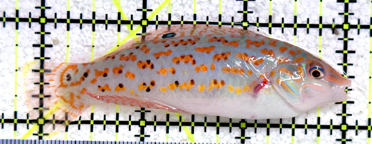 Timor Wrasse TW081702 WYSIWYG Size: XL 3.25"