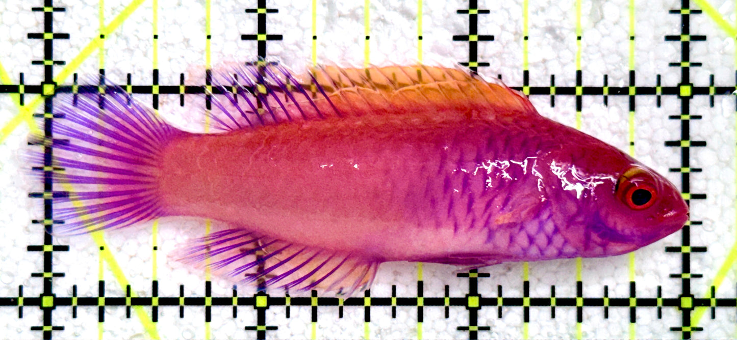 Red Velvet Fairy Wrasse Fish (Maldives) RVFW081701 WYSIWYG Size: XL 3"