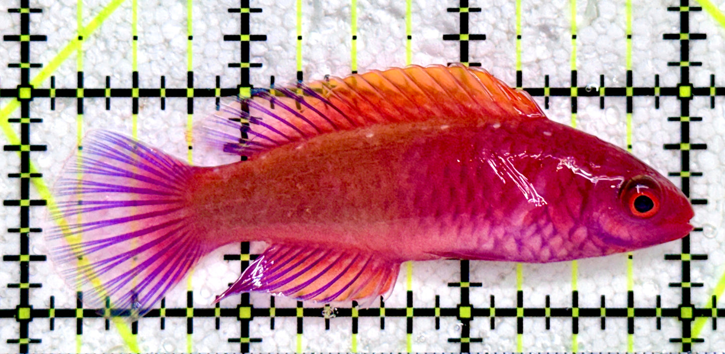 Red Velvet Fairy Wrasse Fish (Maldives) RVFW081702 WYSIWYG Size: XL 3"