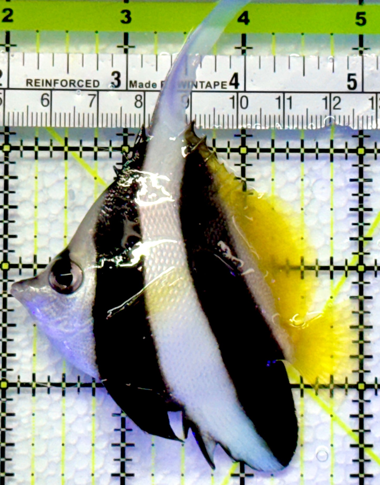 Heniochus Butterflyfish HB083001 WYSIWYG Size: M 3"