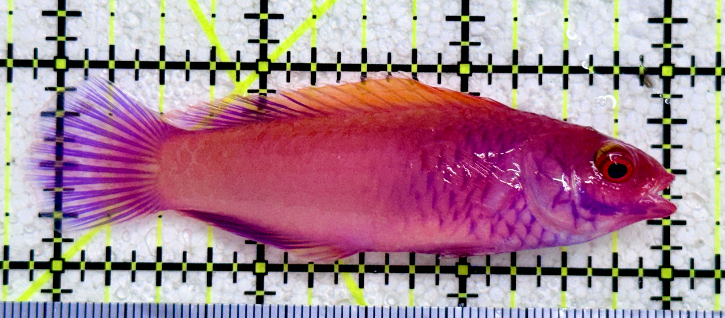 Red Velvet Fairy Wrasse Fish (Maldives) RVFW081703 WYSIWYG Size: XL 3"