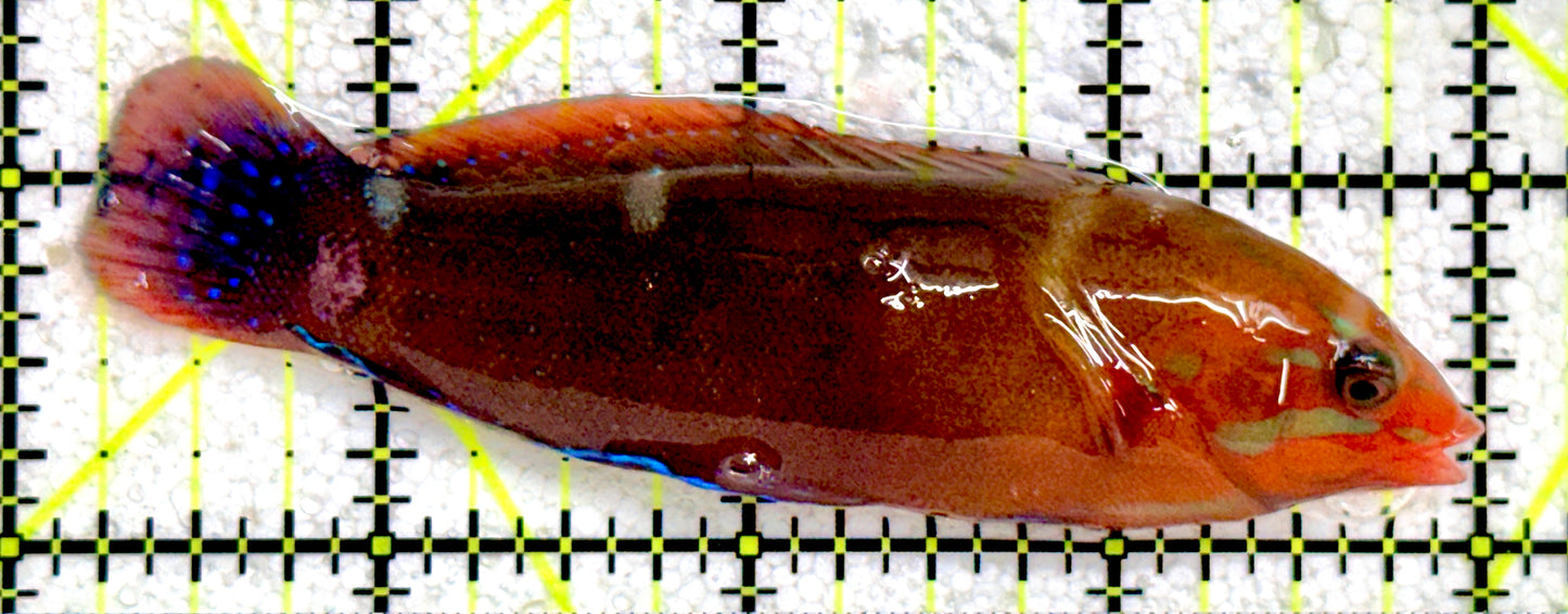 African Red Clown Coris Wrasse Adult ARCW081701 WYSIWYG Size: S 3.75"