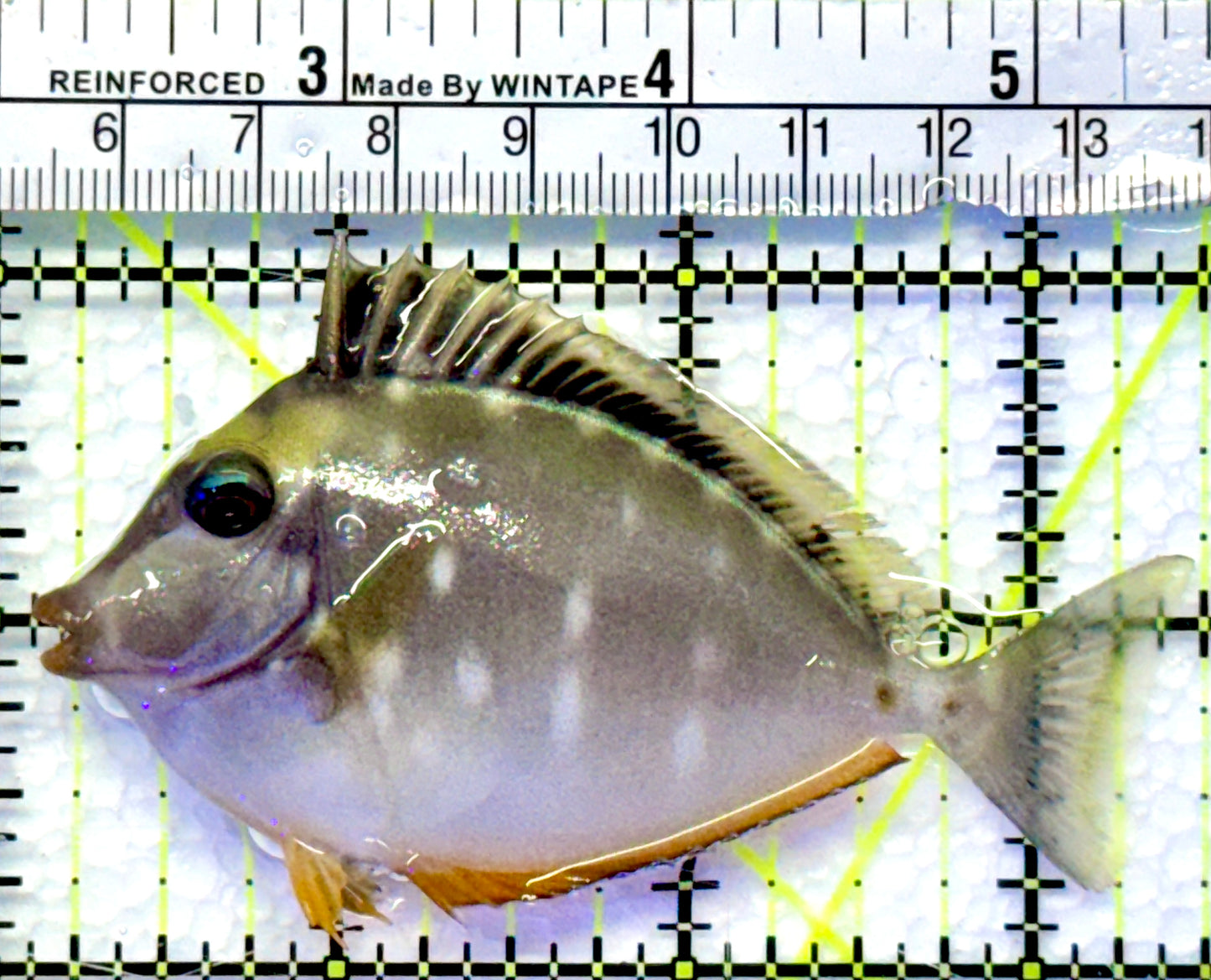 Naso Tang NT083002 WYSIWYG Size: M 3.25"