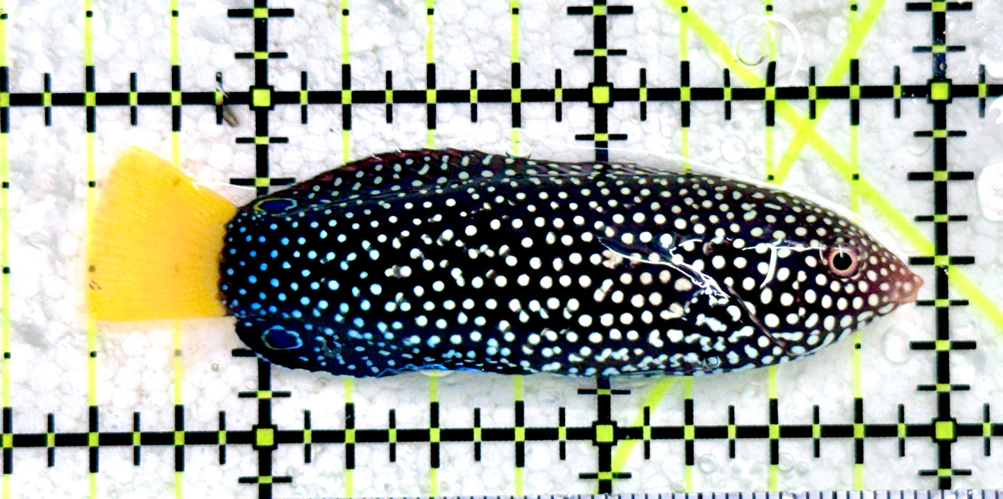 Yellowtail Tamarin Wrasse YTW081703 WYSIWYG Size: M 2.5"