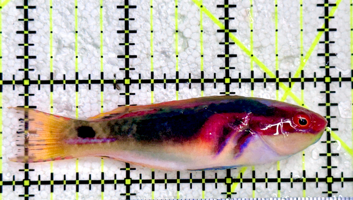 Exquisite Fairy Wrasse (Maldives Special Grade) EFW081704 WYSIWYG Size: L 3.25"